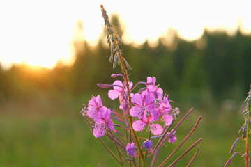 Abstract warm landscape of wildflower grass meadow on warm golden hour sunset or sunrise time. Tranquil summer or early fall nature field background. Soft golden hour sunlight panoramic countryside