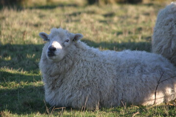 Naklejka premium Fluffy sheep stand closely together in warm sunlight, their thick wool glowing as they graze calmly in a grassy pasture, creating a peaceful rural scene filled with softness and quiet so.