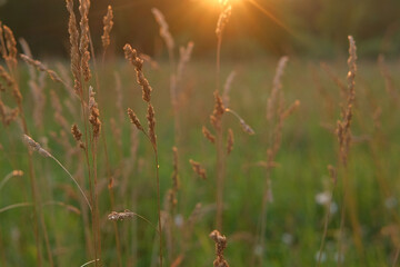 Abstract warm landscape of wildflower grass meadow on warm golden hour sunset or sunrise time. Tranquil summer or early fall nature field background. Soft golden hour sunlight panoramic countryside
