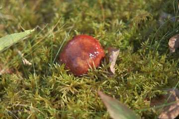 Autumn forest floor with moss texture and mushroom. Autumnal Park. Beautiful fall nature. Mossy Woodland with cones, roots, pine needles. Ecology environment. Climate change. Earth Tones. Green lichen