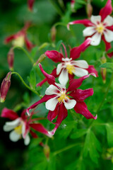 Obraz premium Scarlet white aquilegia in the summer garden. Сlose up