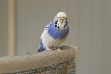 Blue white budgie perched on armrest, quiet indoor portrait of tame parakeet showcasing speckled plumage and delicate beak, soft neutral background, closeup resting pose conveying companion bird vibe