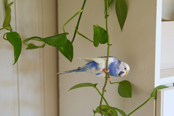 Budgerigar. Funny blue purple parakeet climbing up and down at the green plant. Cute budgie having fun, looking around. A tamed bird. Pet parrot. High quality 4k footage. Cozy Home. Domestic Animals