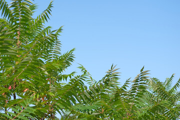 Clear Blue sky and fresh tropical green leaves. Tree tops swaying by wind. Ethereal nature video. Plant Texture. Perfect Natural Background. Moody Feel. Copy space. Mock Up for Bio, Eco Products Ad