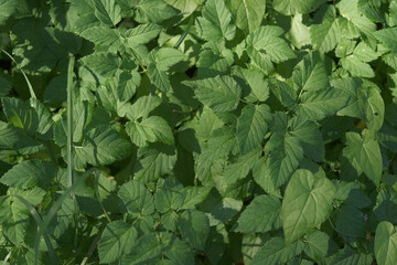 Dark Green Leaves Wallpaper. Wild forest Tropical Leaves Full Frame. Plant Texture. Perfect Natural Young Fern Pattern Background. Moody Feel. Top view. Copy space. Mock Up for Bio, Eco Products Ad