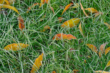 Frozen grass. Winter background, morning frost on the grass with copy space. Cold season, springtime. Mowed lawn covered with ice and hoarfrost. Green grass freezes with pieces of snow on the field