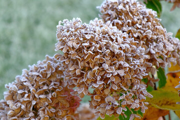 Frozen plants. Winter background, morning frost on the grass with copy space. Cold season, springtime. Tree covered with ice hoarfrost. Green leaves freezes with pieces of snow. Late autumn, November