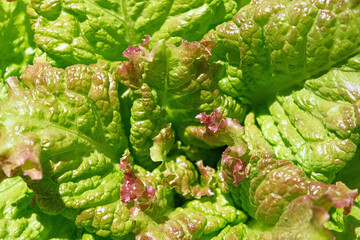 Green red lettuce lollo rosso leaves top view, motion camera turning. Food background rotating. Greengrocer's stall. Fresh organic zero-carbon radicchio On The Street Market. Vegetable salad backdrop