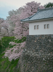 Cherry blossoms in full bloom at Kajo Park, Yamagata Castle