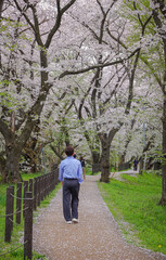 Obraz premium Cherry blossoms in full bloom at Kajo Park, Yamagata Castle