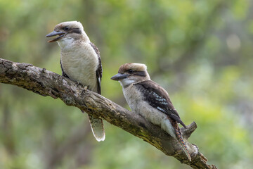 Australian Laughing Kookaburra's perched on tree branch