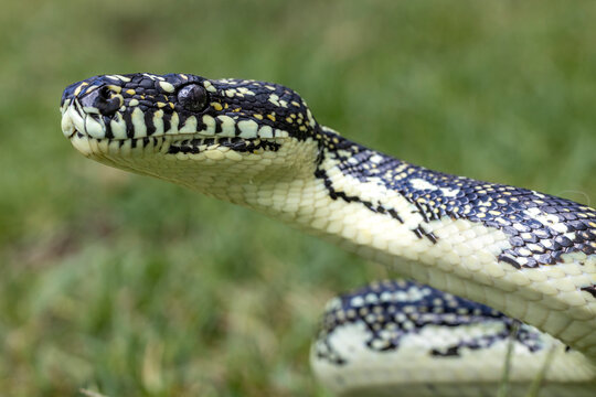Close up of Australian Diamond Python