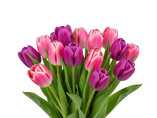 Fototapeta premium Vibrant tulip bouquet isolated on transparent background