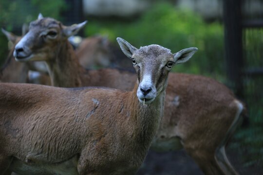 European mouflon