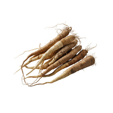 Burdock roots isolated on transparent background