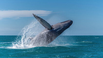 Fototapeta premium Humpback whale breaching ocean surface with splashing water and clear blue sky