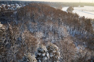 Aerial view of a tranquil winter forest, branches covered in fresh, glistening snow under soft sun. Nature's frosty embrace, a serene seasonal wonderland
