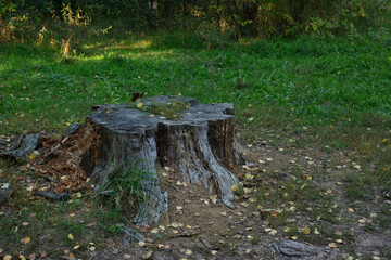 Weathered Tree Stump in a Woodland Clearing copy space