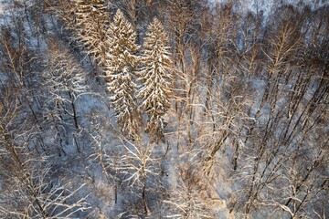 Stunning aerial view of a winter forest wonderland. Snow-laden evergreen spruces stand tall amidst frosty bare trees, bathed in golden sunlight, creating a tranquil scene