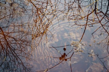 Dark, oily liquid forms a slick on the water's surface, reflecting bare branches under a pale sky. An unnatural sheen spoils the natural beauty of this cold season stream