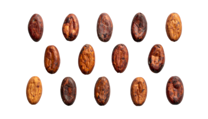 Fifteen oval-shaped, roasted seeds of a fruit displayed in neat rows, against a black background