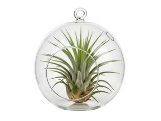 Glass terrarium with air plant isolated on transparent background