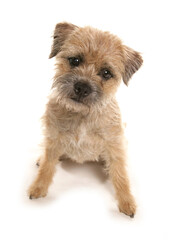 Border terrier puppy dog 