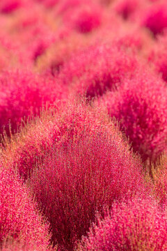 Close-up of Pink Kochia Plant in Vibrant Autumn Field