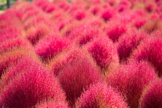 Pink Kochia Bushes in Full Bloom, Autumn Season in Japan