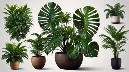 Fototapeta premium A vibrant display of indoor plants showcasing various lush greenery in stylish pots, enhancing modern home decor.