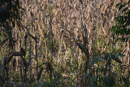 Brown Dried corn stalk standing in a field with small wild plants and flowers, showing a rural landscape after harvest