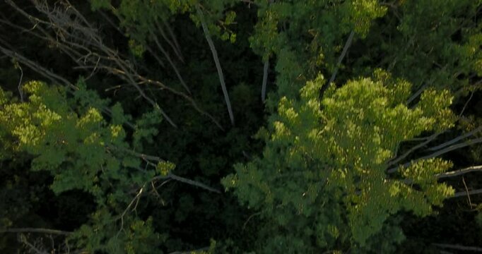 Drone shot &mdash; tops of trees tilting up to sunlight in distance