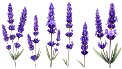 Digitally created illustration of six lavender sprigs with vibrant purple florets and delicate green foliage