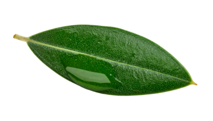 Isolated macro view showcases a glossy, oval-shaped leaf with a reflective water droplet, contrasting against black