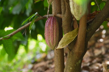 Ripe cacao pod growing on a tree trunk in a tropical garden, surrounded by green foliage and natural forest floor