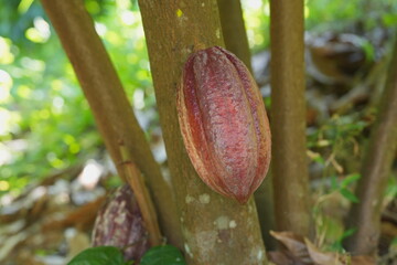 Ripe cacao pod growing on a tree trunk in a tropical garden, surrounded by green foliage and natural forest floor