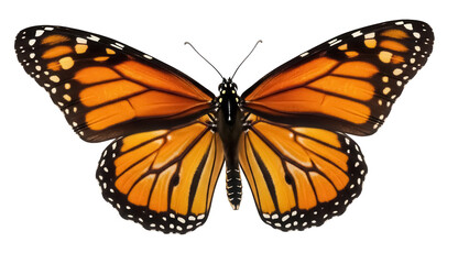Monarch butterfly PNG isolated on transparent background, orange and black wings with white spots, beautiful insect for design projects © Evans
