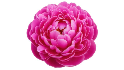 Beautiful pink peony flower isolated PNG, close-up of delicate petals with water droplets for floral design and spring themes © Evans