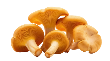 Golden chanterelle mushrooms isolated PNG, edible fungi with vibrant yellow color on transparent background for gourmet cooking and culinary design