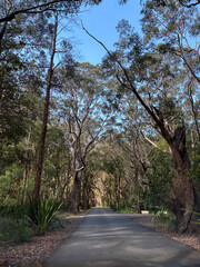 Beautiful empty road covered by a lot of trees.