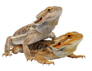 Bearded dragons pair perched together showing textured scaly skin and warm amber tones