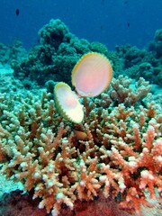 Acropora Coral (Acropora microclados) Taking in Red Sea, Egypt