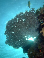 Table Coral (Acropora pharaonis) Taken in Red Sea, Egypt
