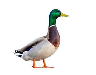 Obraz premium Male mallard duck standing with bright green iridescent head and orange feet
