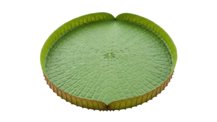 Giant Amazon water lily pad PNG isolated on transparent background, Victoria cruziana floating leaf for botanical design