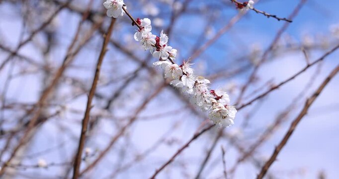 White apricot tree flowers blooming in spring