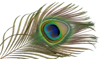 Exotic peacock feather PNG isolated on transparent background, iridescent plumage detail for design and decoration, vibrant natural element