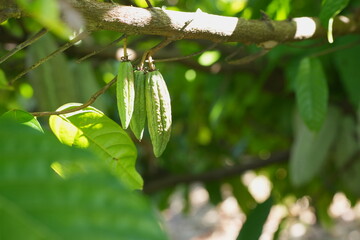 Ripe cacao pod growing on a tree trunk in a tropical garden, surrounded by green foliage and natural forest floor
