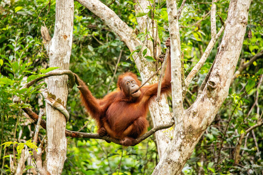 Orange Borneon orangutan Pongo pygmaeus portrait. Tanjung Puting National park, Indonesia