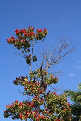 Triplaris cumingiana ornamental tree of Polygonaceae family. Red blooming tree in Cuba.